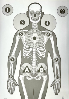 Terč KOSTRA 50x80cm